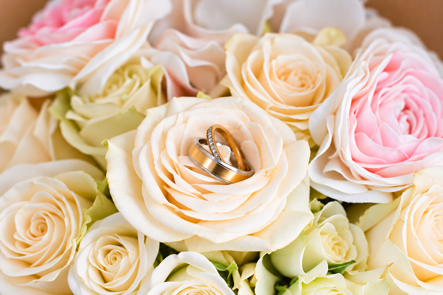 Alliances dans un bouquet de roses